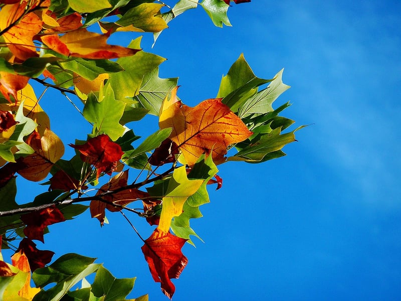 Autumn Leaves